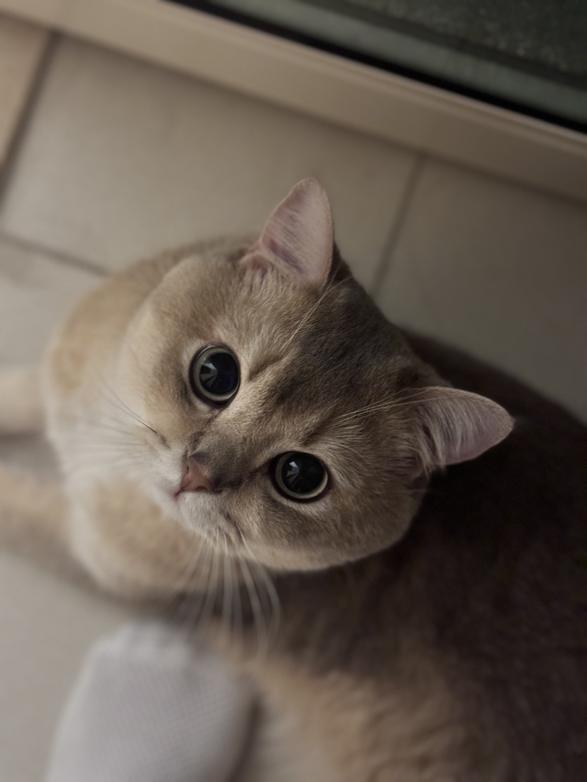 眼酱大魔王w – NO.109 Fantia 24年6月合集6期）[38P6V]-XikXak